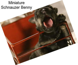 Miniature Schnauzer Benny