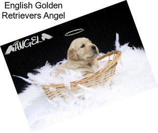 English Golden Retrievers Angel