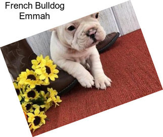 French Bulldog Emmah