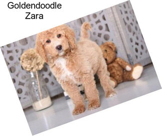 Goldendoodle Zara