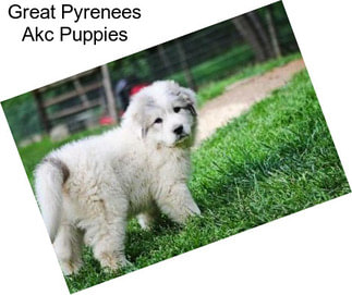 Great Pyrenees Akc Puppies