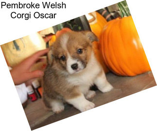 Pembroke Welsh Corgi Oscar