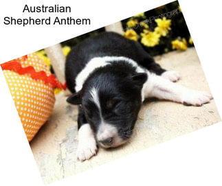 Australian Shepherd Anthem