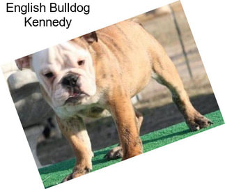 English Bulldog Kennedy