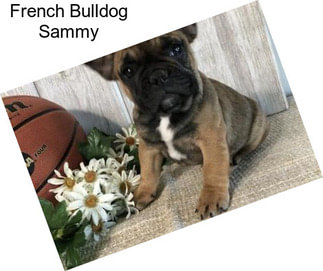 French Bulldog Sammy