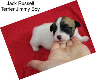 Jack Russell Terrier Jimmy Boy