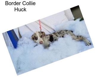 Border Collie Huck