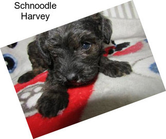 Schnoodle Harvey