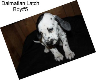 Dalmatian Latch Boy#5