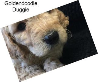 Goldendoodle Duggie
