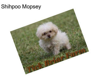 Shihpoo Mopsey