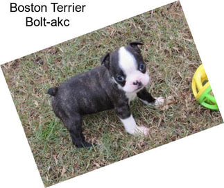 Boston Terrier Bolt-akc