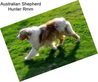 Australian Shepherd Hunter Rmm