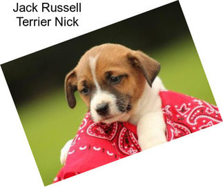 Jack Russell Terrier Nick