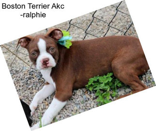 Boston Terrier Akc -ralphie