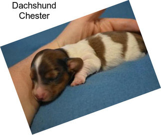 Dachshund Chester