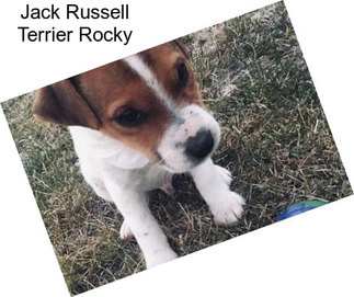 Jack Russell Terrier Rocky