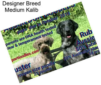 Designer Breed Medium Kalib