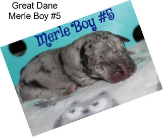 Great Dane Merle Boy #5