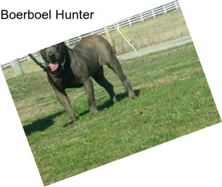 Boerboel Hunter