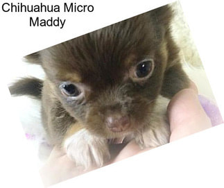 Chihuahua Micro Maddy