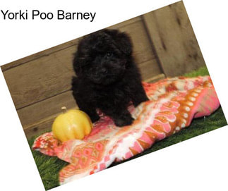 Yorki Poo Barney