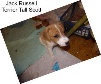 Jack Russell Terrier Tall Scott