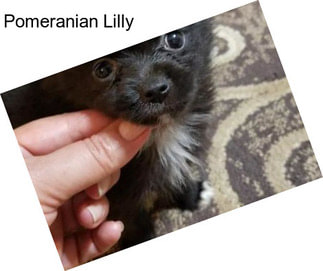 Pomeranian Lilly