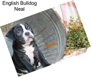 English Bulldog Neal