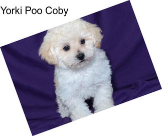 Yorki Poo Coby