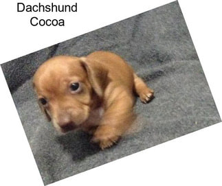 Dachshund Cocoa