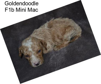 Goldendoodle F1b Mini Mac