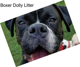 Boxer Dolly Litter