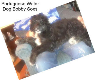 Portuguese Water Dog Bobby Soxs