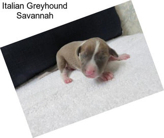 Italian Greyhound Savannah