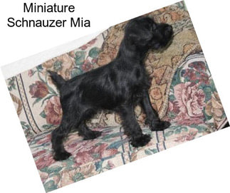Miniature Schnauzer Mia