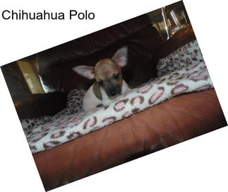 Chihuahua Polo