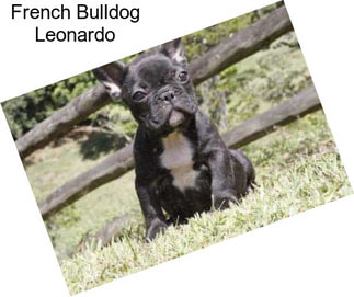 French Bulldog Leonardo