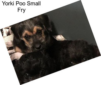 Yorki Poo Small Fry