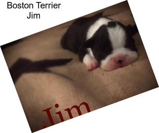 Boston Terrier Jim