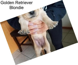 Golden Retriever Blondie