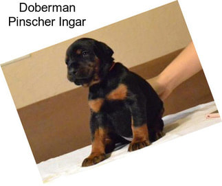 Doberman Pinscher Ingar