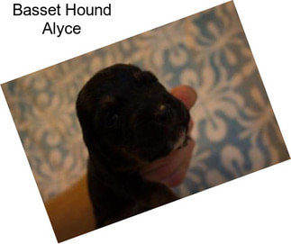 Basset Hound Alyce