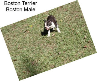 Boston Terrier Boston Male