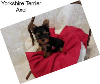 Yorkshire Terrier Axel
