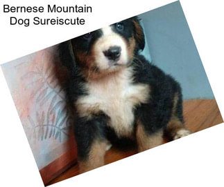 Bernese Mountain Dog Sureiscute
