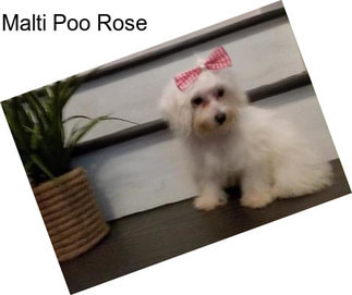 Malti Poo Rose