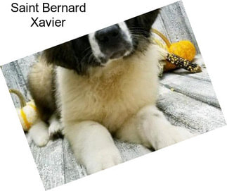 Saint Bernard Xavier