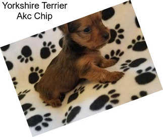 Yorkshire Terrier Akc Chip