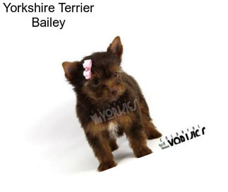 Yorkshire Terrier Bailey